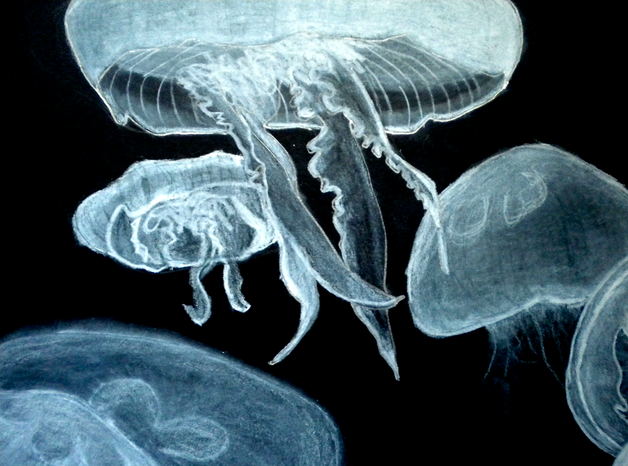 jellies2